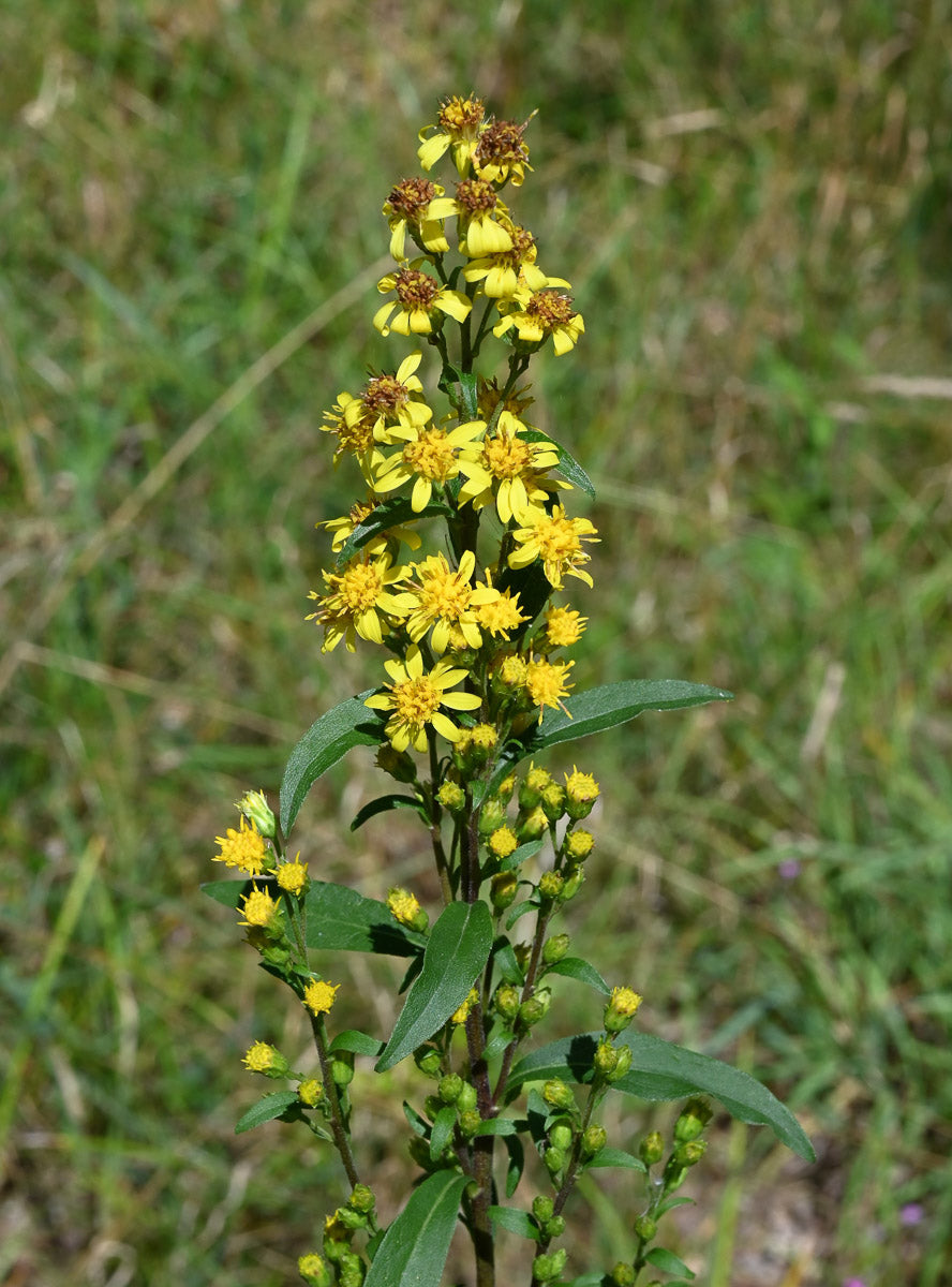 Echte Goldrute (Solidago virgaurea) – Produktbild, heimische Wildpflanze, Stauden, naturnaher Garten