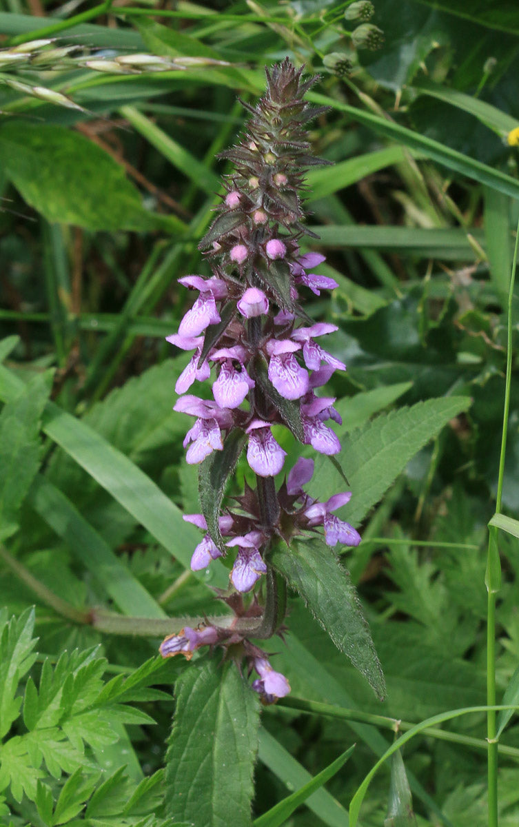 Sumpf-Ziest (Stachys palustris) – Produktbild, heimische Wildpflanze, Stauden, naturnaher Garten