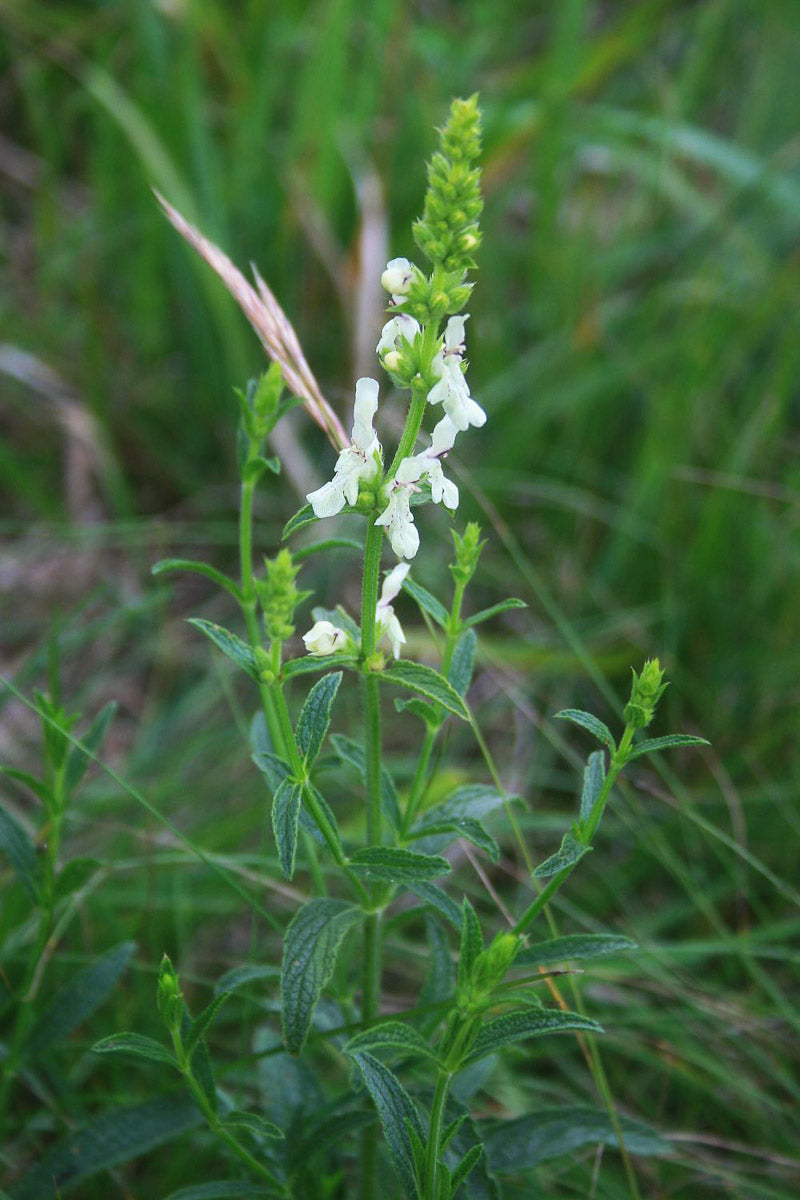 Aufrechter Ziest (Stachys recta) – Produktbild, heimische Wildpflanze, Stauden, naturnaher Garten