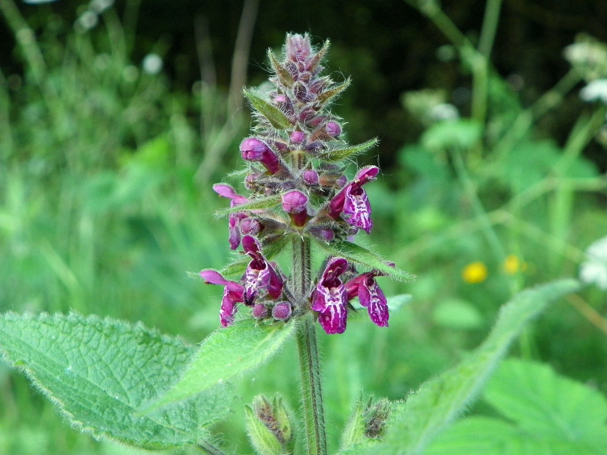 Wald-Ziest (Stachys sylvatica) – Produktbild, heimische Wildpflanze, Stauden, naturnaher Garten