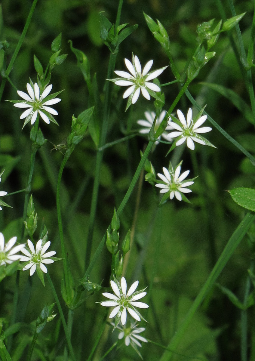 Gras-Sternmiere (Stellaria graminea) – Produktbild, heimische Wildpflanze, Stauden, naturnaher Garten