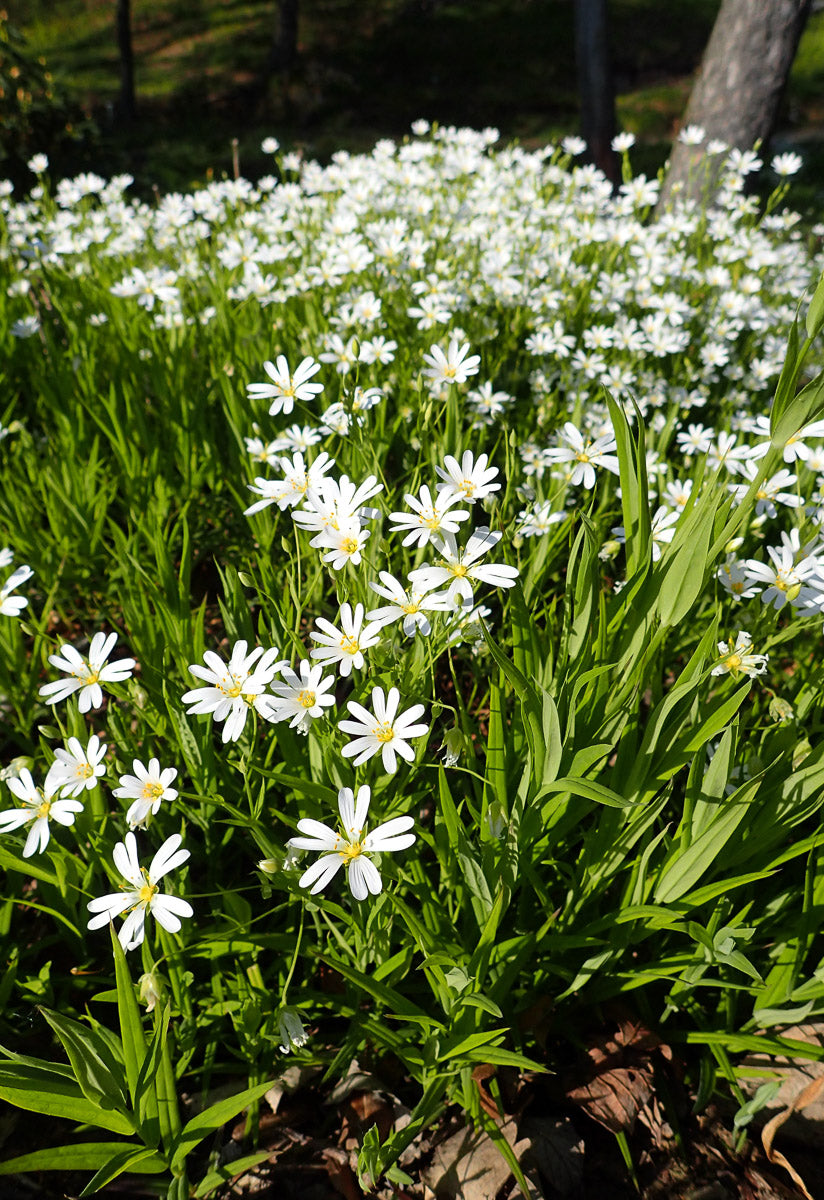 Große Sternmiere (Stellaria holostea) – Produktbild, heimische Wildpflanze, Stauden, naturnaher Garten