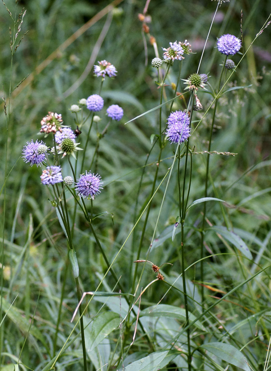 Teufelsabbiss (Succisa pratensis) – Produktbild, heimische Wildpflanze, Stauden, naturnaher Garten