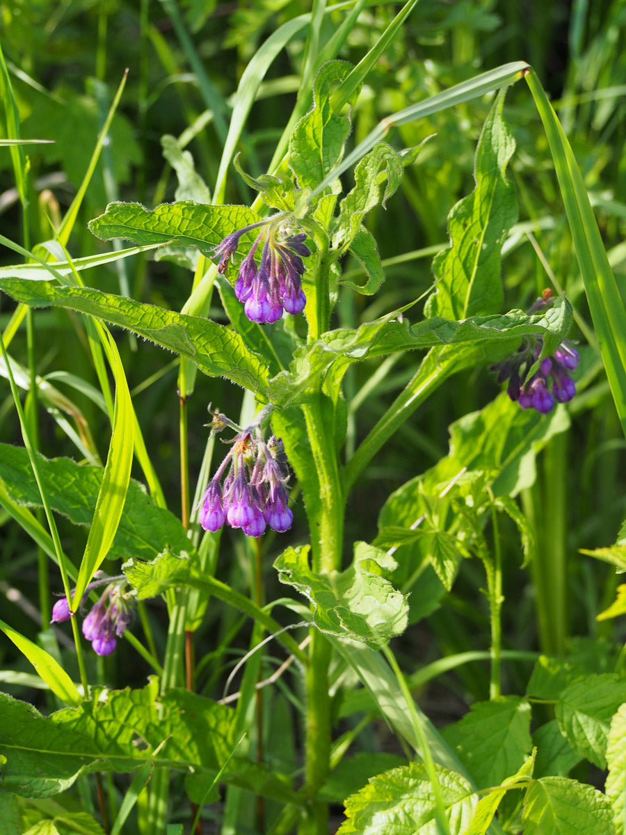 Echter Beinwell (Symphytum officinale) – Produktbild, heimische Wildpflanze, Stauden, naturnaher Garten