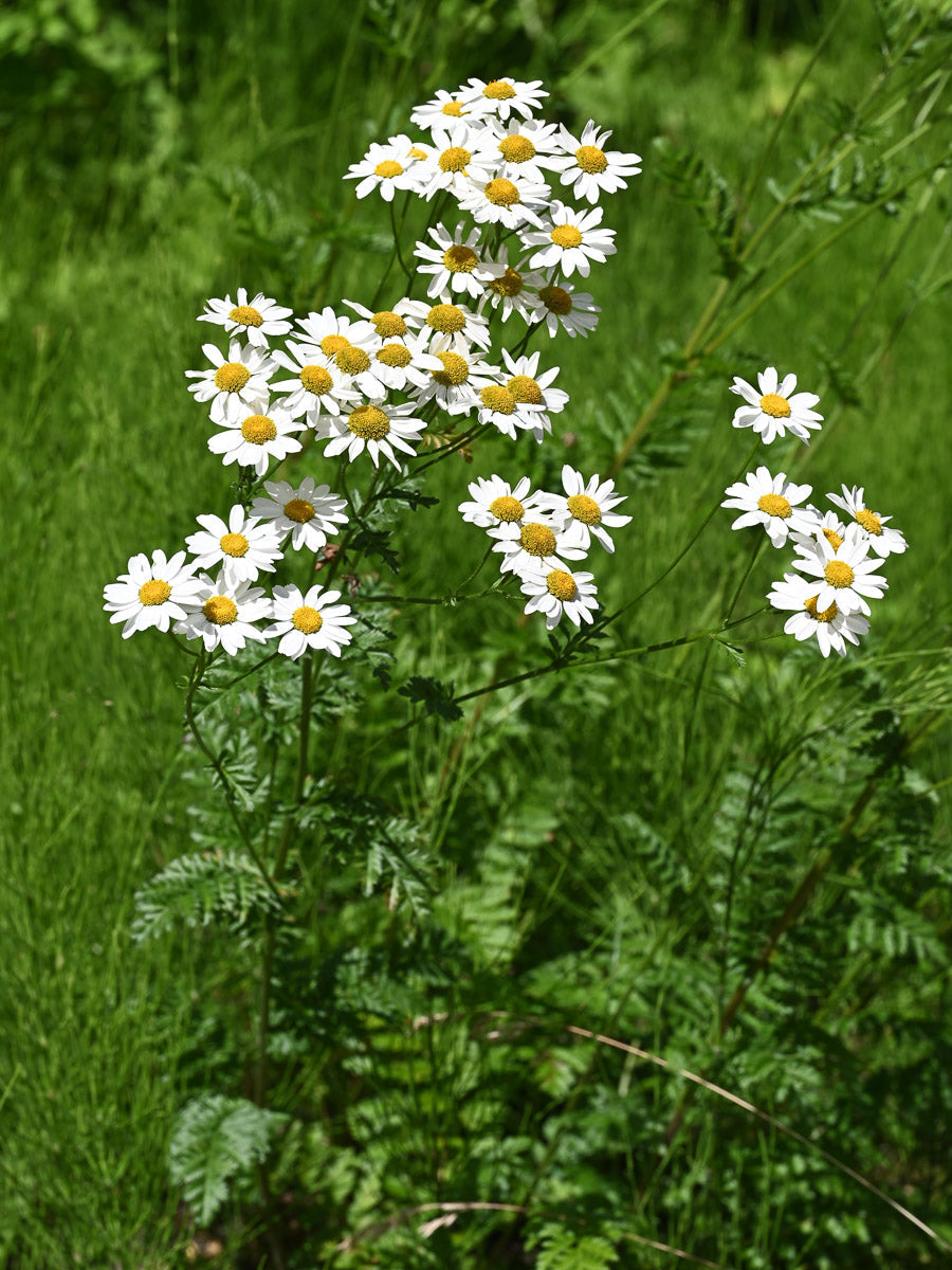 Straußblütige Magerite (Tanacetum corymbosum) – Produktbild, heimische Wildpflanze, Stauden, naturnaher Garten