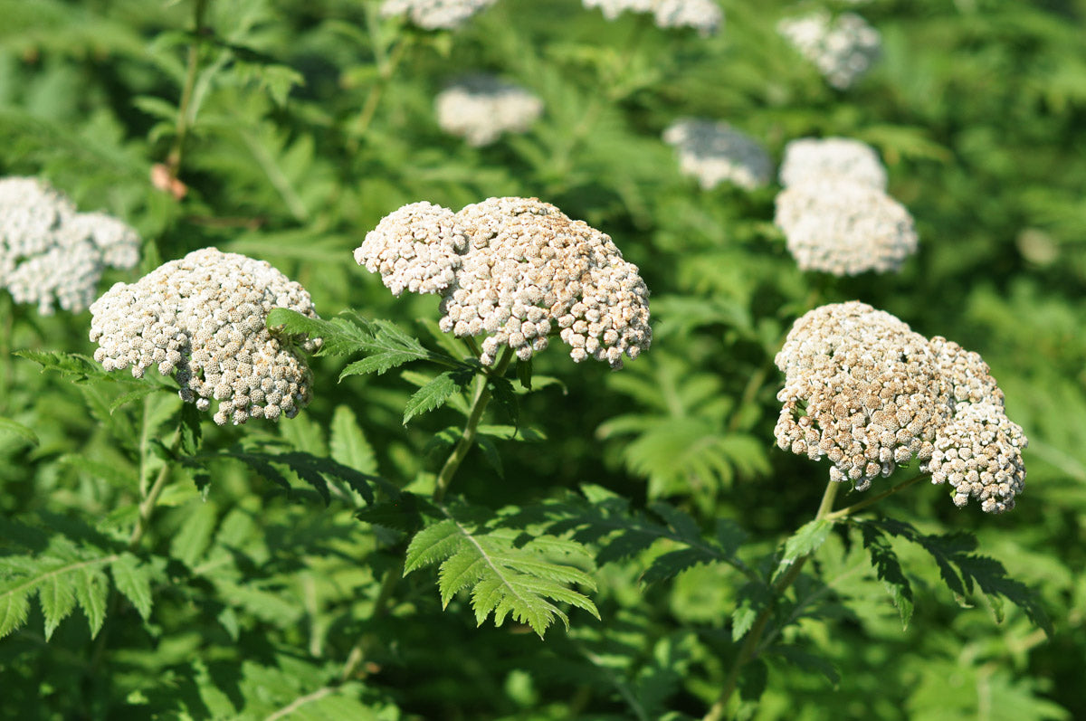 Großblättrige Wucherblume (Tanacetum macrophyllum) – Produktbild, heimische Wildpflanze, Stauden, naturnaher Garten