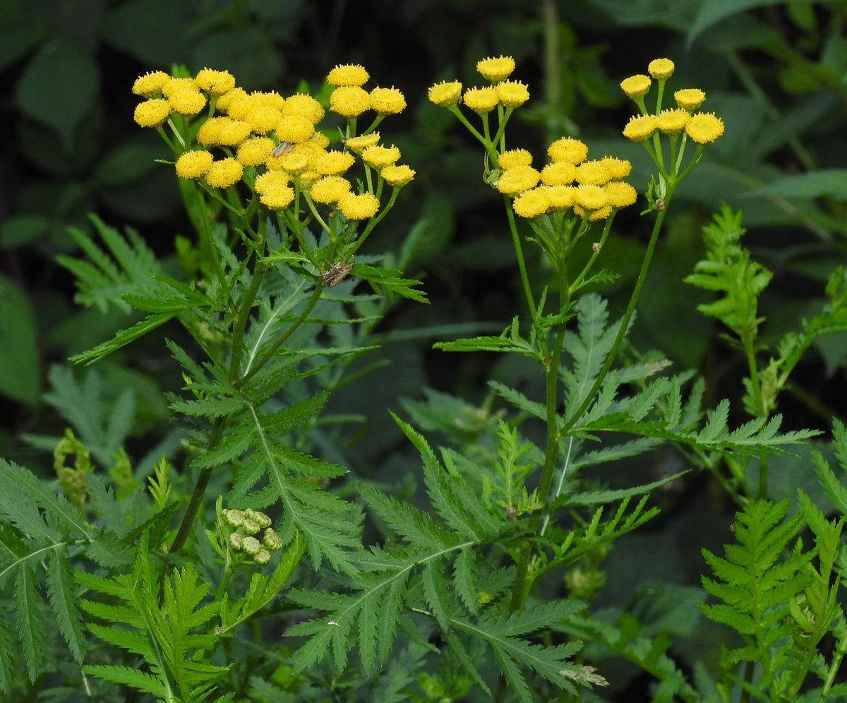 Rainfarn (Tanacetum vulgare) – Produktbild, heimische Wildpflanze, Stauden, naturnaher Garten