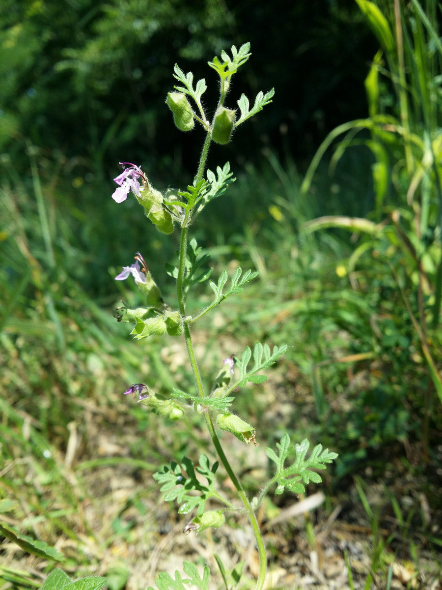 Trauben-Gamander (Teucrium botrys) – Produktbild, heimische Wildpflanze, Stauden, naturnaher Garten