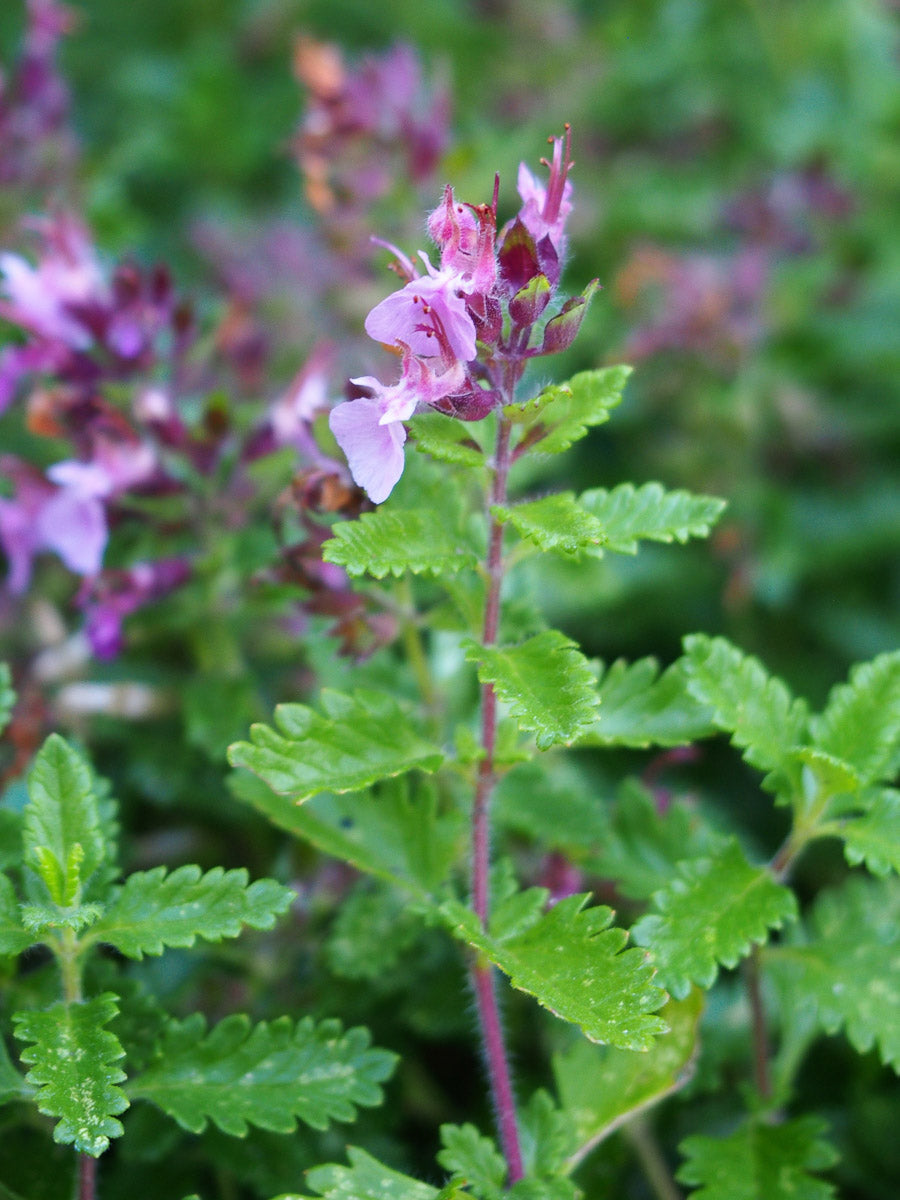 Edel-Gamander (Teucrium chamaedrys) – Produktbild, heimische Wildpflanze, Stauden, naturnaher Garten