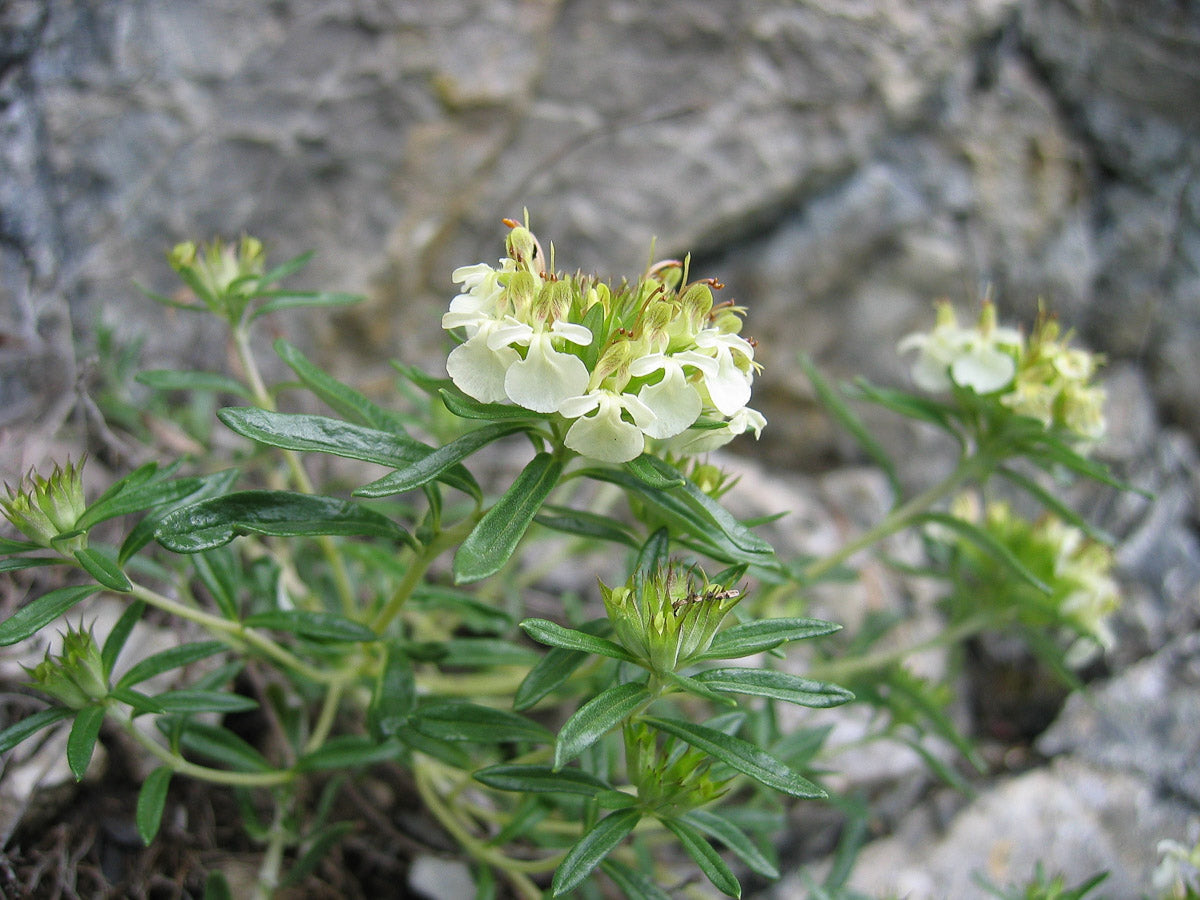 Berg-Gamander (Teucrium montanum) – Produktbild, heimische Wildpflanze, Stauden, naturnaher Garten