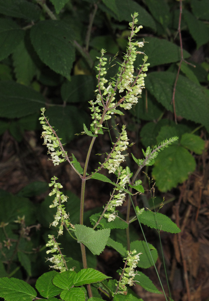 Salbei-Gamander (Teucrium scorodonia) – Produktbild, heimische Wildpflanze, Stauden, naturnaher Garten