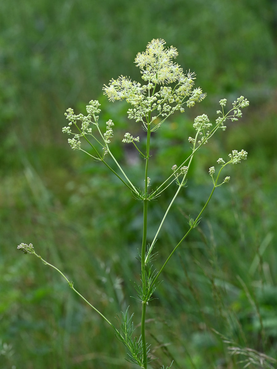 Glanz-Wiesenraute (Thalictrum lucidum) – Produktbild, heimische Wildpflanze, Stauden, naturnaher Garten
