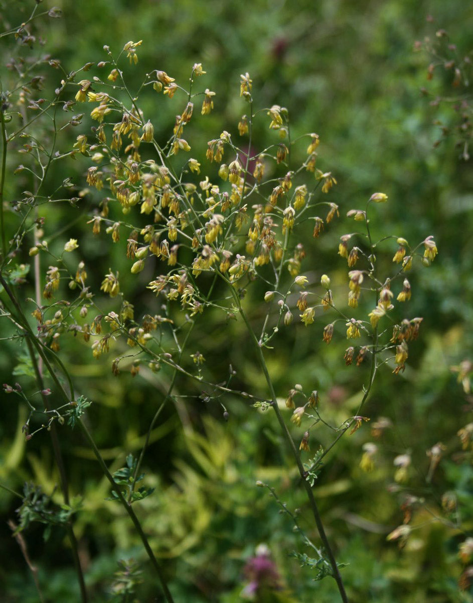 Kleine Wiesenraute (Thalictrum minus) – Produktbild, heimische Wildpflanze, Stauden, naturnaher Garten