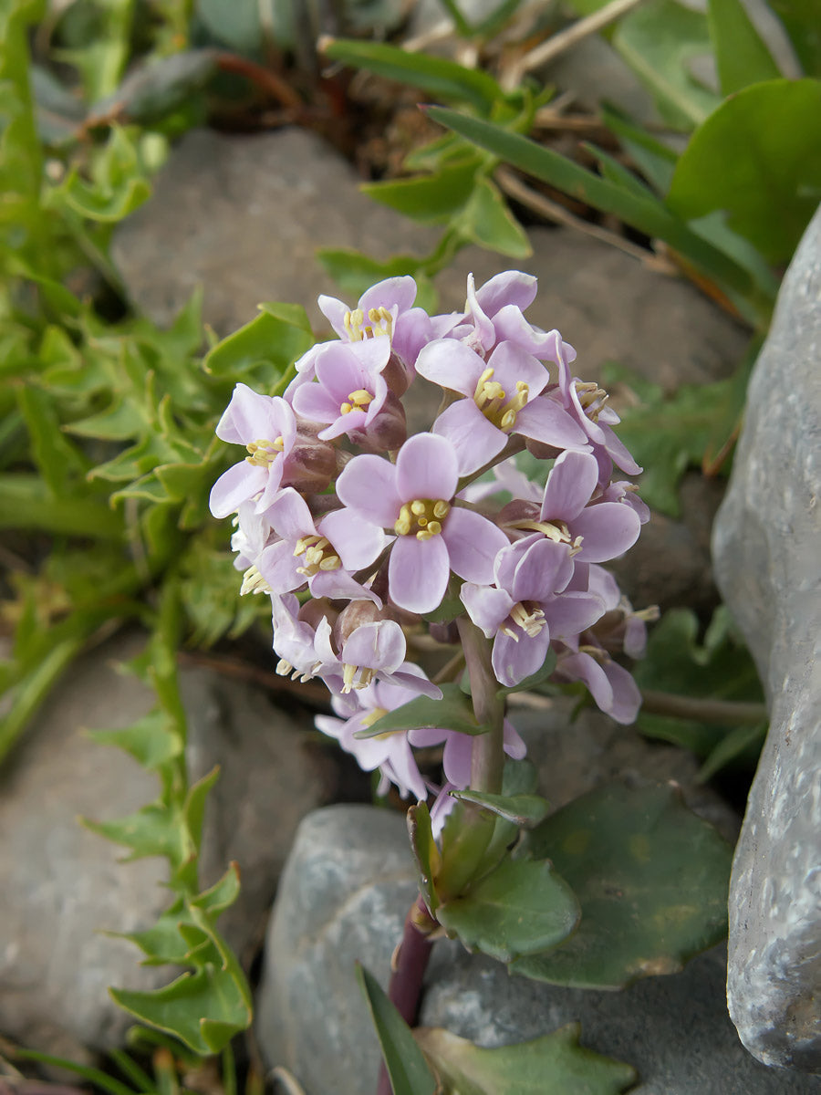 Rundblättriges Täschelkraut (Thlaspi rotundifolium) – Produktbild, heimische Wildpflanze, Stauden, naturnaher Garten