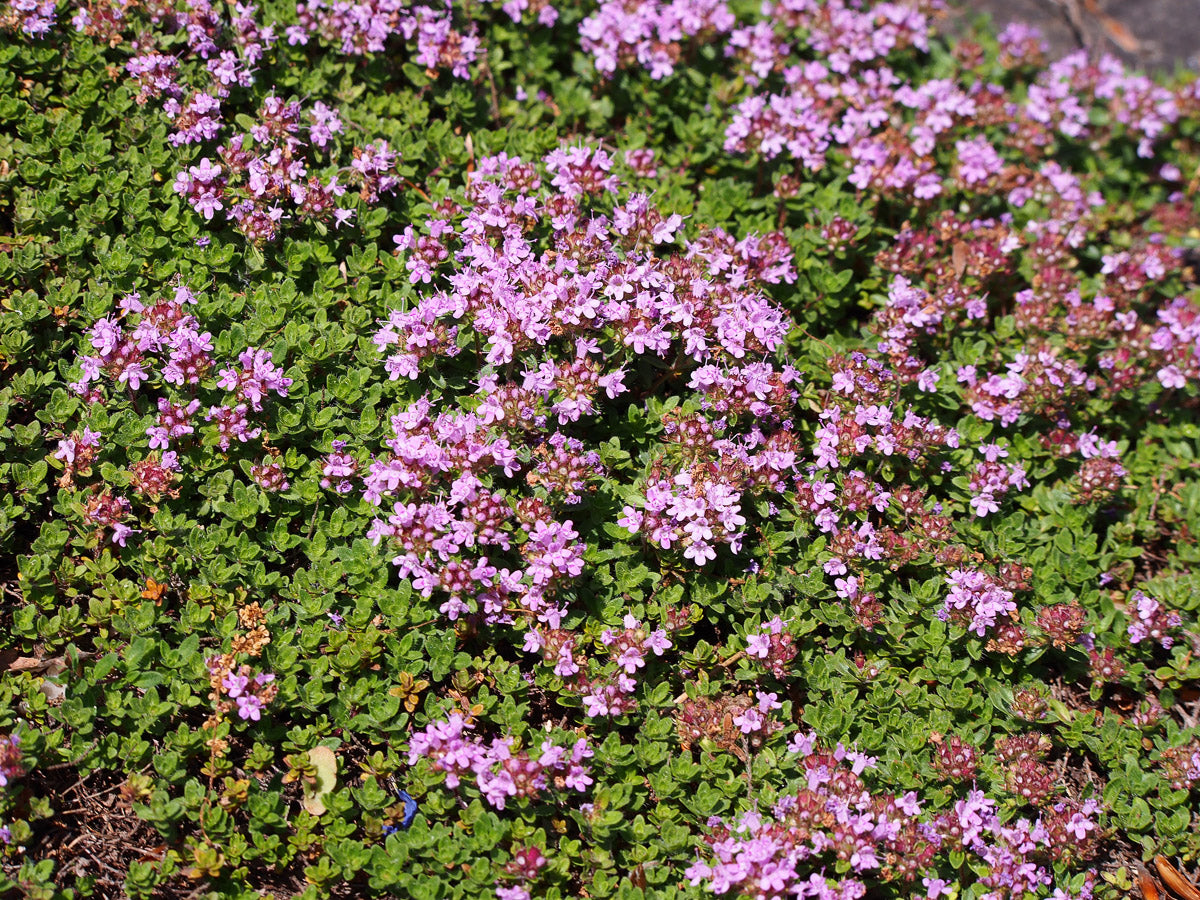 Frühlingsthymian (Thymus praecox) – Produktbild, heimische Wildpflanze, Stauden, naturnaher Garten