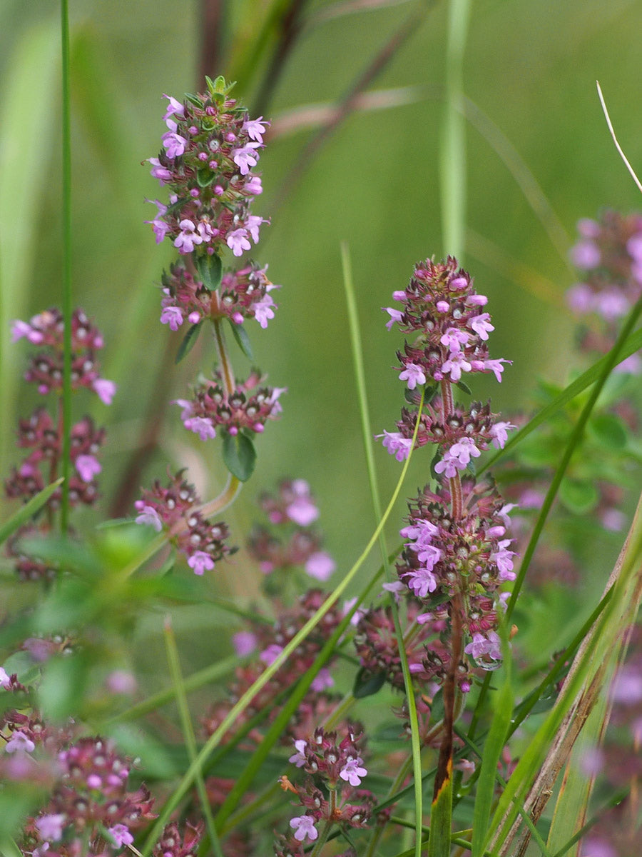 Arznei Thymian (Thymus pulegioides ) – Produktbild, heimische Wildpflanze, Saatgut, naturnaher Garten