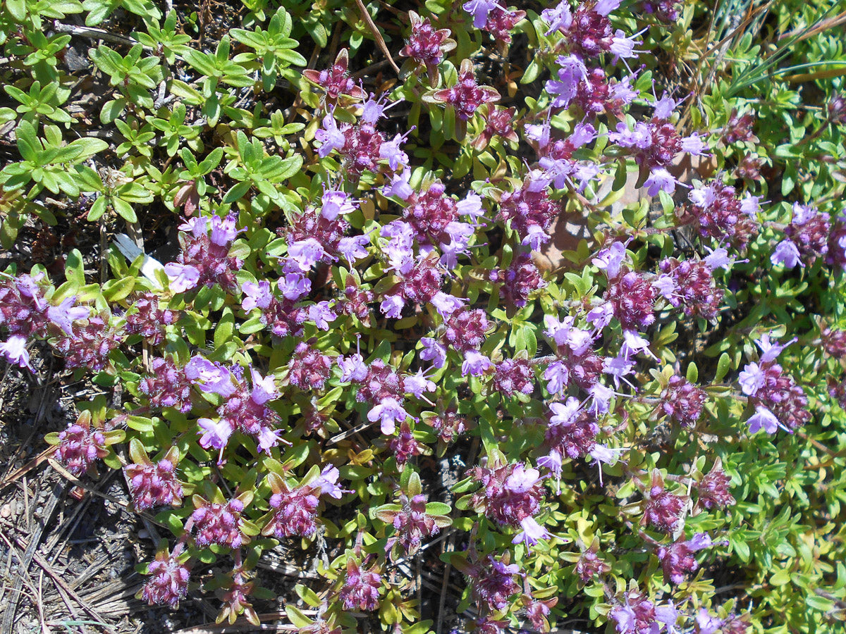 Sand-Thymian (Thymus serpyllum) – Produktbild, heimische Wildpflanze, Stauden, naturnaher Garten