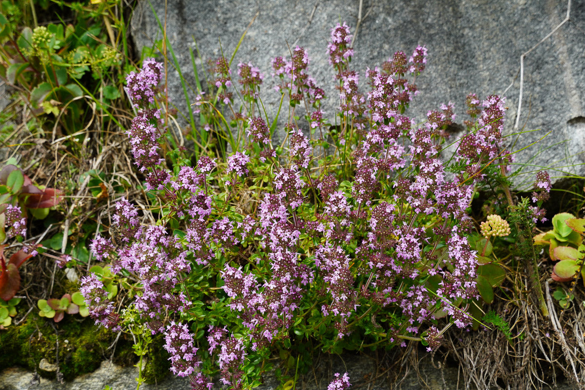 Echter Thymian (Thymus vulgaris) – Produktbild, heimische Wildpflanze, Stauden, naturnaher Garten