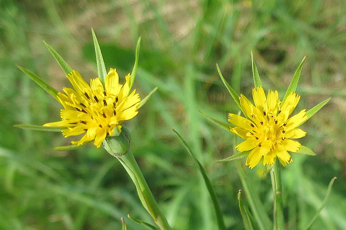 Wiesen-Bocksbart (Tragopogon pratensis) – Produktbild, heimische Wildpflanze, Stauden, naturnaher Garten