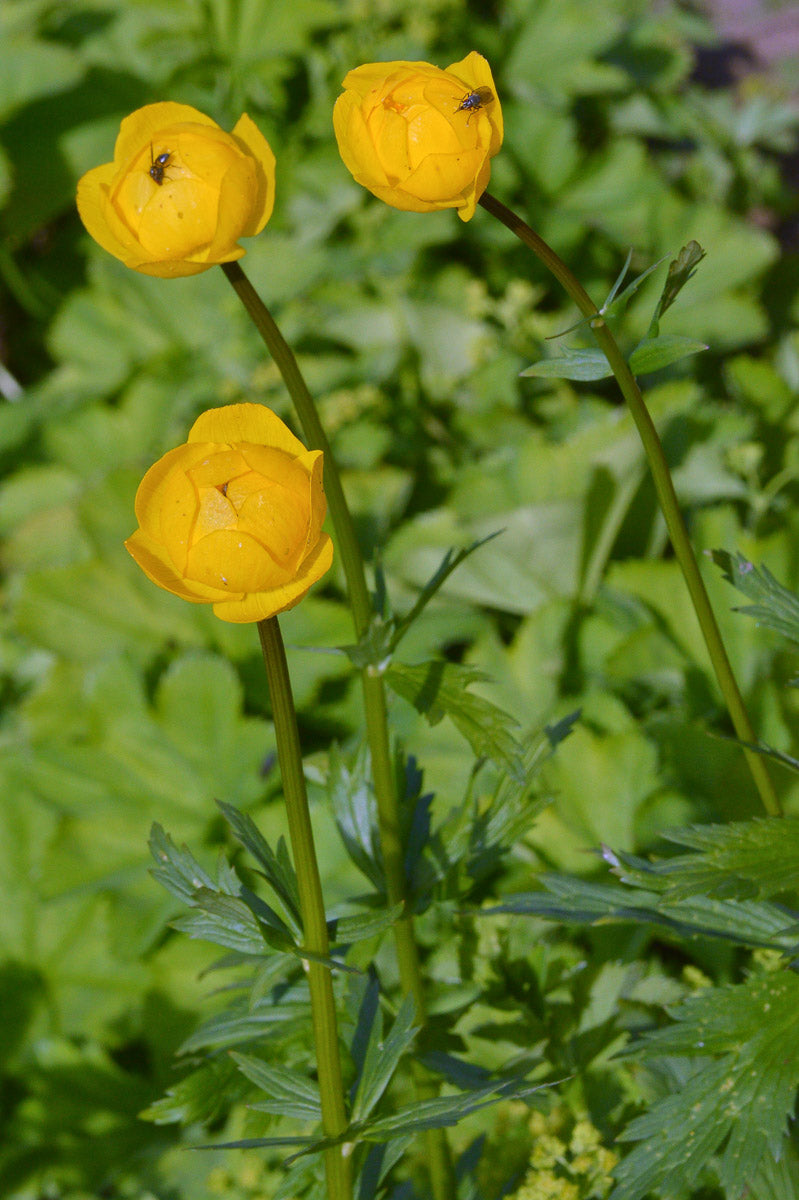 Europäische Trollblume (Trollius europaeus) – Produktbild, heimische Wildpflanze, Stauden, naturnaher Garten