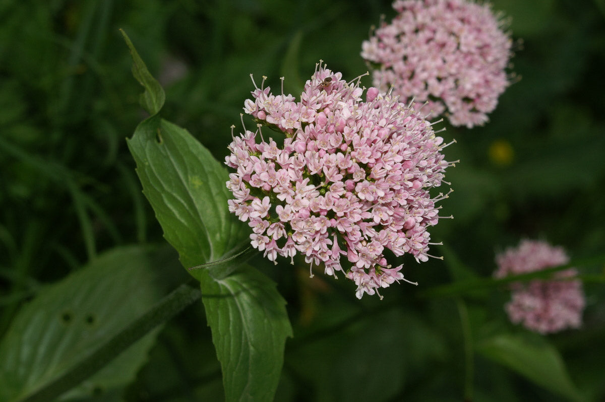 Berg-Baldrian (Valeriana montana) – Produktbild, heimische Wildpflanze, Stauden, naturnaher Garten