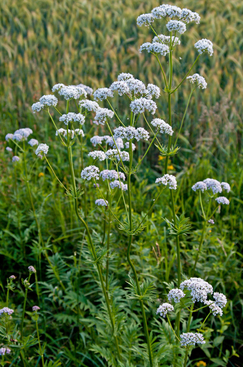 Echter Baldrian (Valeriana officinalis) – Produktbild, heimische Wildpflanze, Stauden, naturnaher Garten