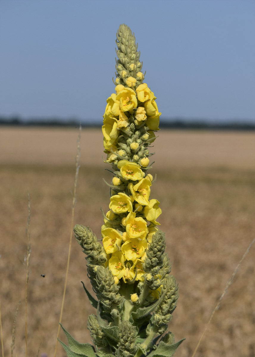 Großblütrige Königskerze (Verbascum densiflorum) – Produktbild, heimische Wildpflanze, Stauden, naturnaher Garten
