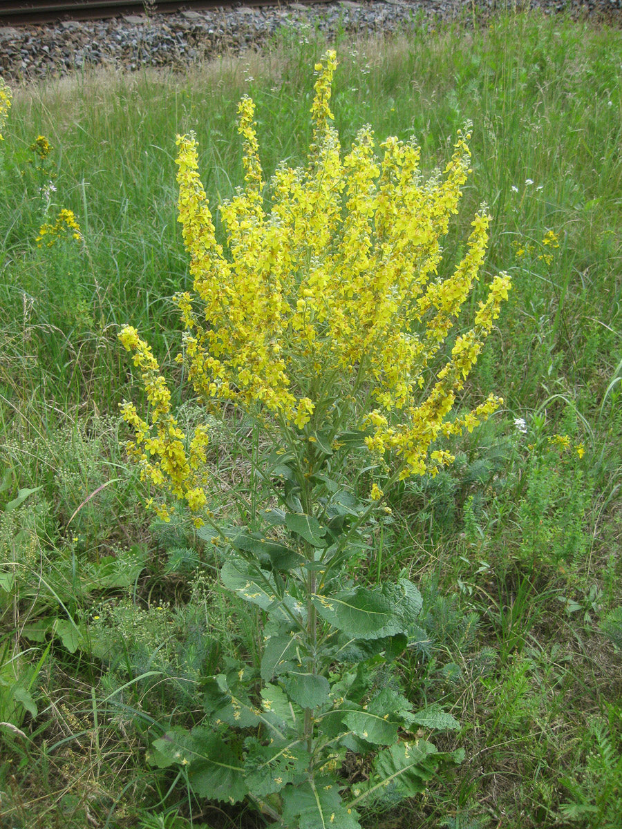 Mehlige Königskerze (Verbascum lychnitis) – Produktbild, heimische Wildpflanze, Stauden, naturnaher Garten