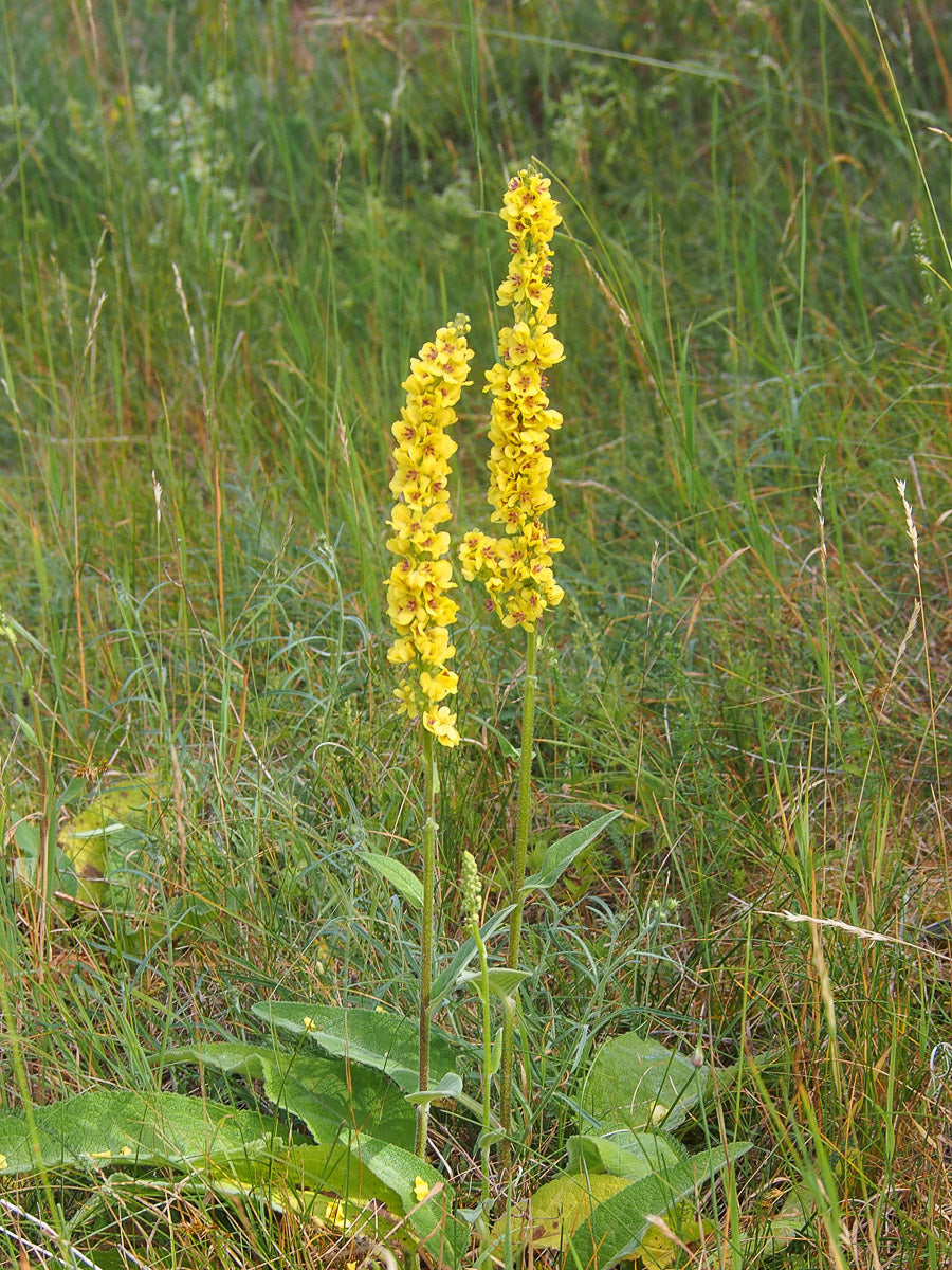 Schwarze Königskerze (Verbascum nigrum) – Produktbild, heimische Wildpflanze, Stauden, naturnaher Garten