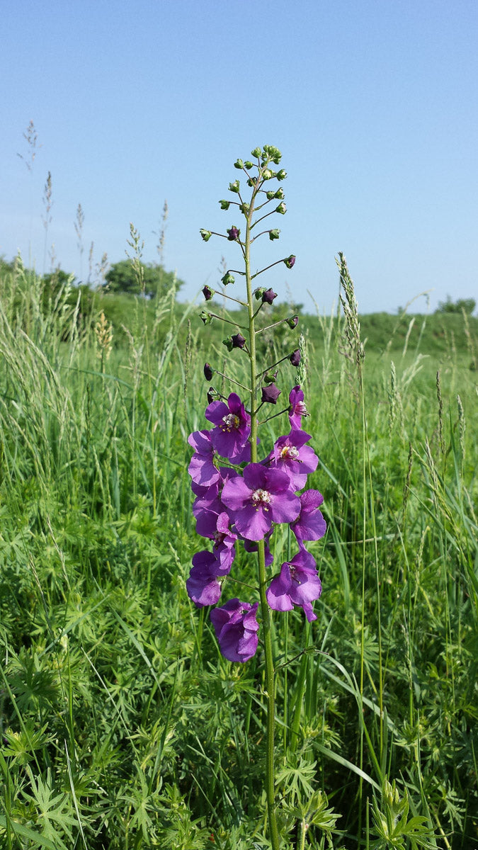 Violette Königskerze (Verbascum phoeniceum) – Produktbild, heimische Wildpflanze, Stauden, naturnaher Garten