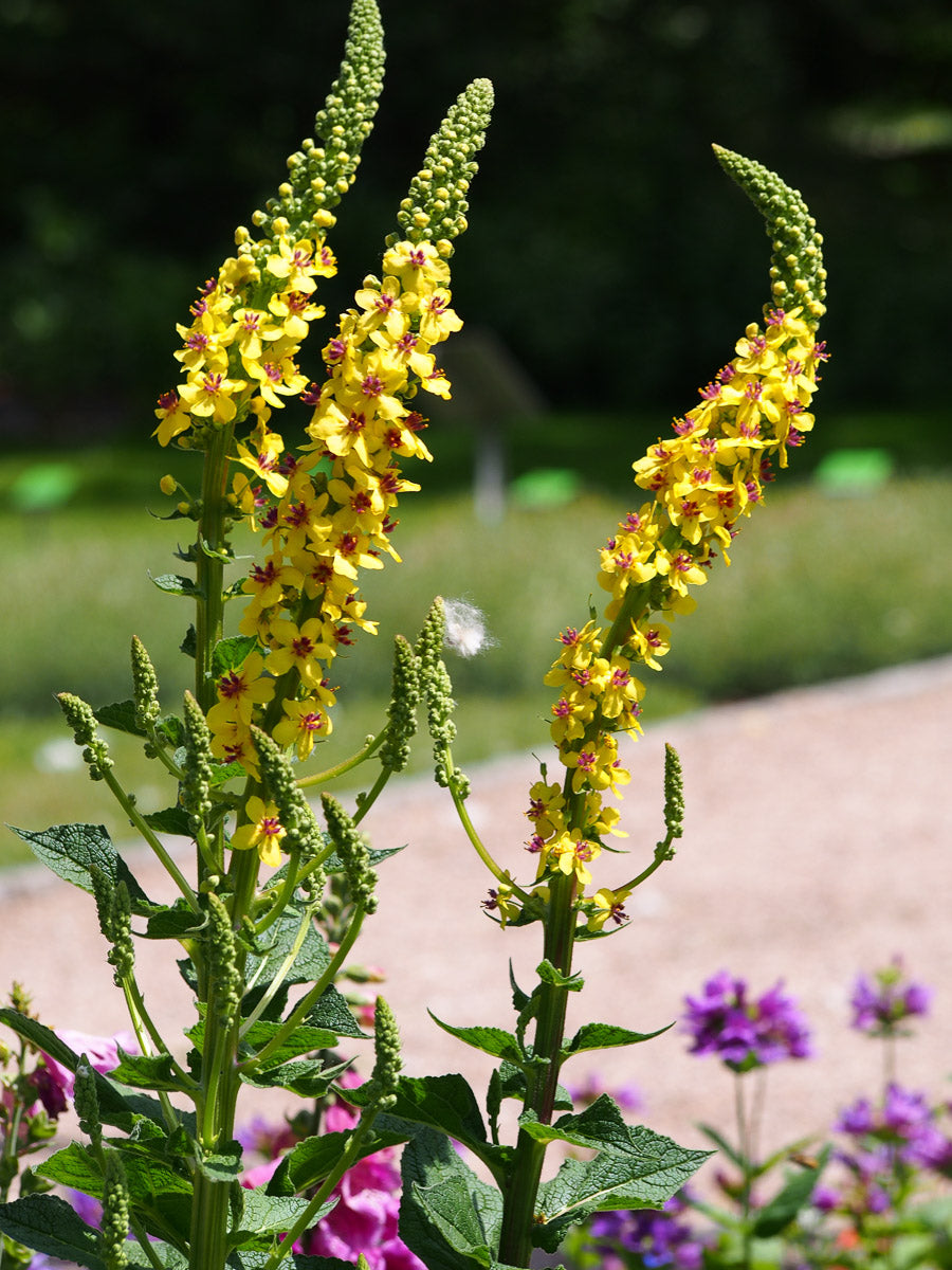 Kleinblütige Königskerze, Echte Königskerze (Verbascum thapsus) – Produktbild, heimische Wildpflanze, Stauden, naturnaher Garten
