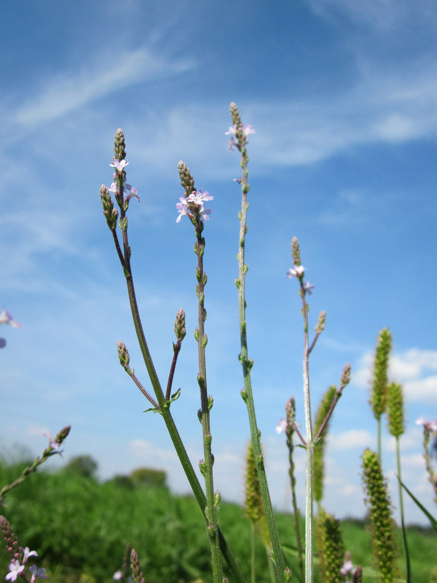 Echtes Eisenkraut (Verbena officinalis) – Produktbild, heimische Wildpflanze, Stauden, naturnaher Garten