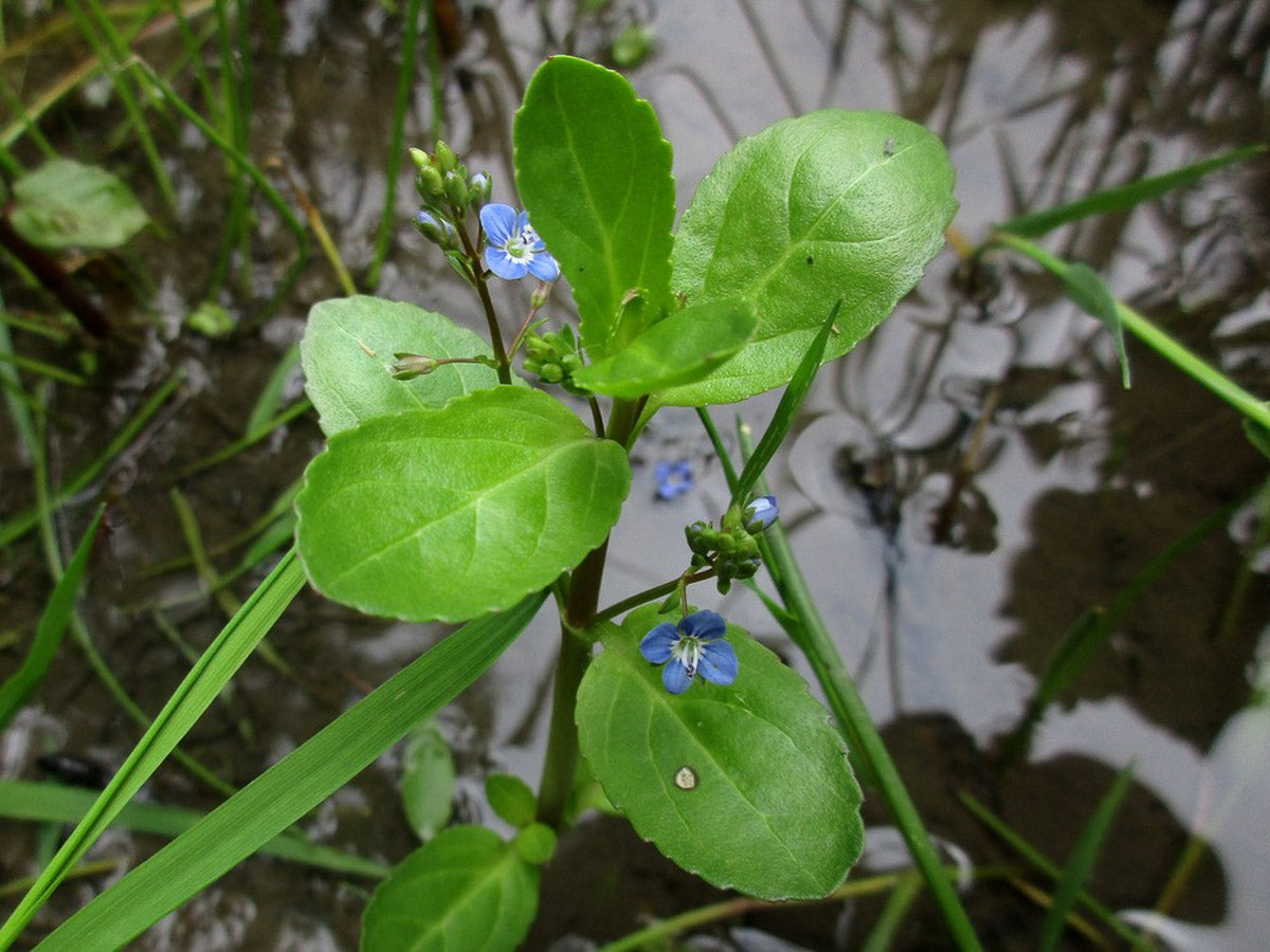 Bach-Ehrenpreis, Bachbunge (Veronica beccabunga) – Produktbild, heimische Wildpflanze, Stauden, naturnaher Garten