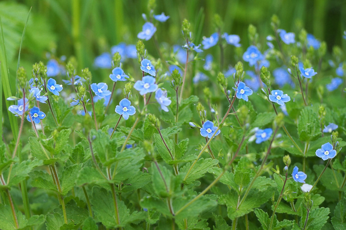 Gamander-Ehrenpreis (Veronica chamaedrys) – Produktbild, heimische Wildpflanze, Stauden, naturnaher Garten