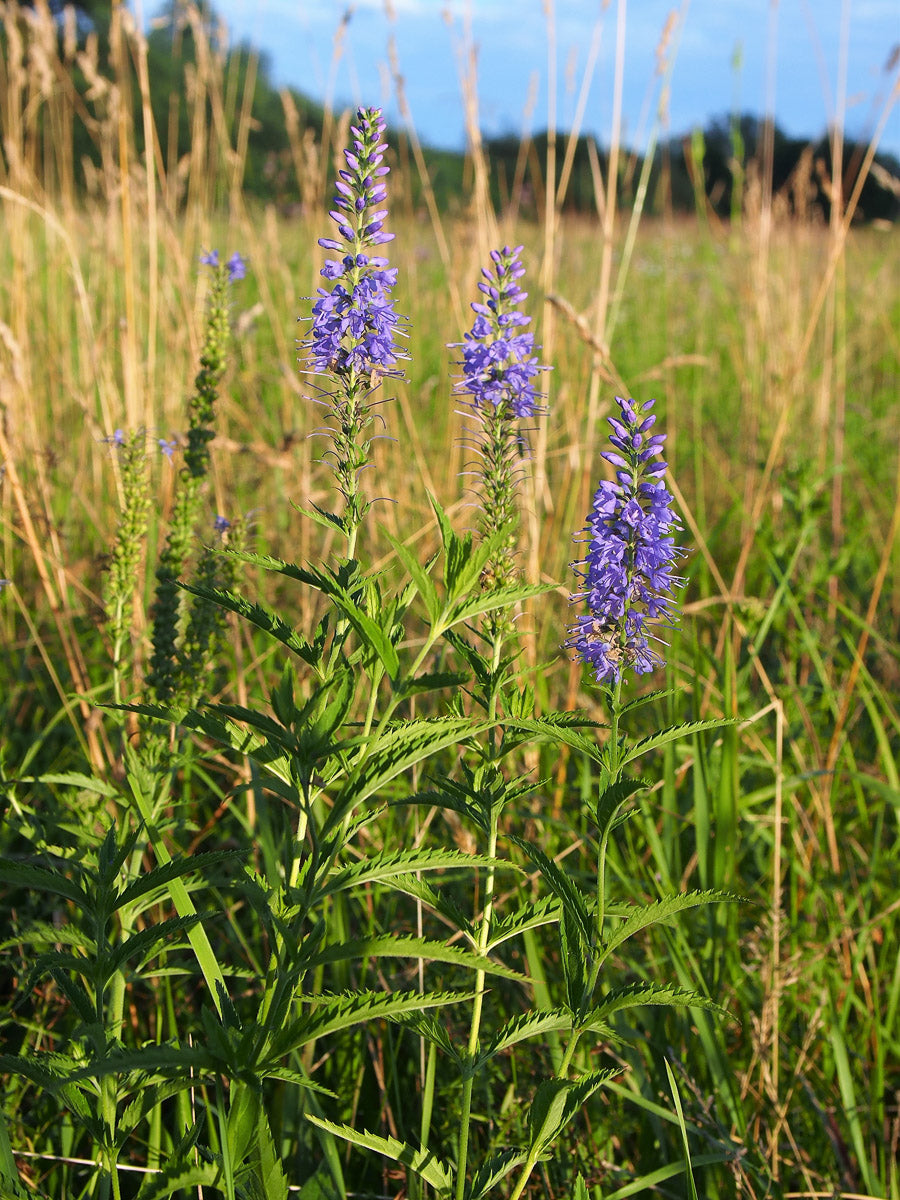 Langblättriger Ehrenpreis (Veronica longifolia) – Produktbild, heimische Wildpflanze, Stauden, naturnaher Garten