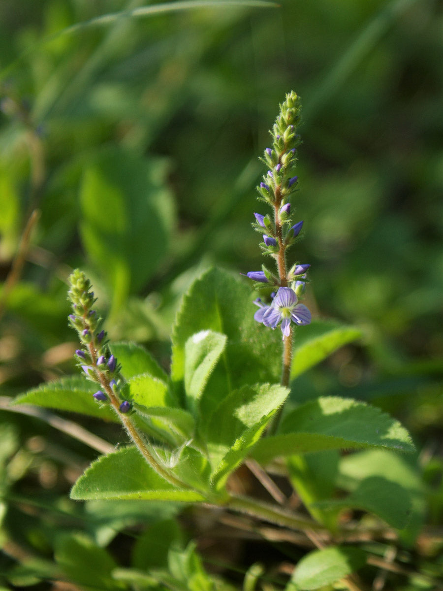Echter Ehrenpreis (Veronica officinalis) – Produktbild, heimische Wildpflanze, Stauden, naturnaher Garten
