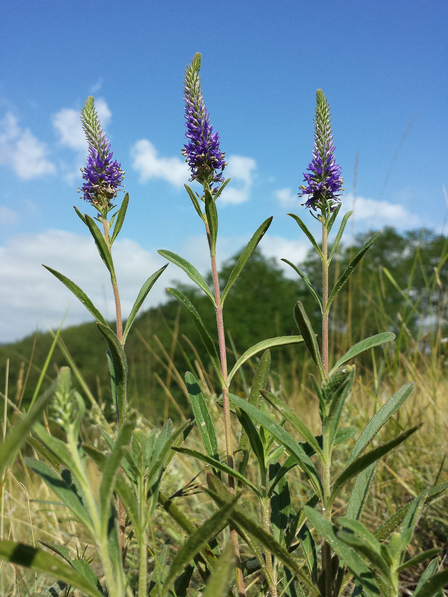 Ähriger Ehrenpreis (Veronica spicata) – Produktbild, heimische Wildpflanze, Stauden, naturnaher Garten