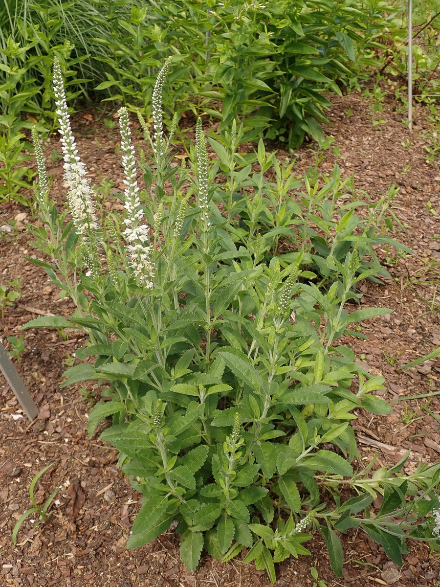 Ähriger Ehrenpreis 'Alba' (Veronica spicata album) – Produktbild, heimische Wildpflanze, Stauden, naturnaher Garten