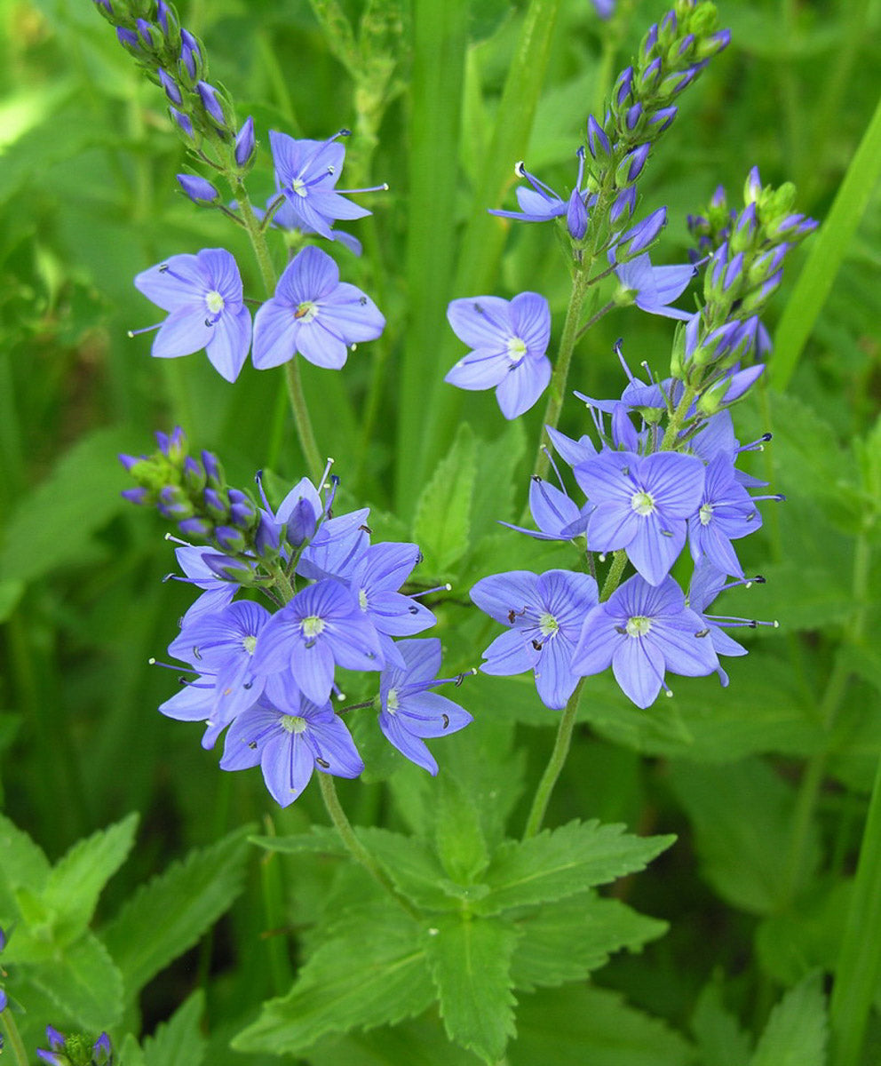 Großer Ehrenpreis (Veronica teucrium) – Produktbild, heimische Wildpflanze, Stauden, naturnaher Garten