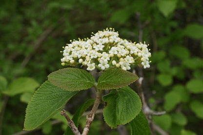 Wolliger Schneeball (Viburnum lantana) – Produktbild, heimische Wildpflanze, Gehölze, naturnaher Garten