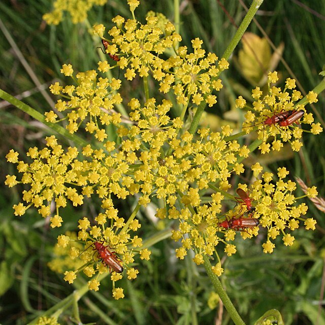 Wiesen Pastinacke (Pastinaca sative ) – Produktbild, heimische Wildpflanze, Saatgut, naturnaher Garten