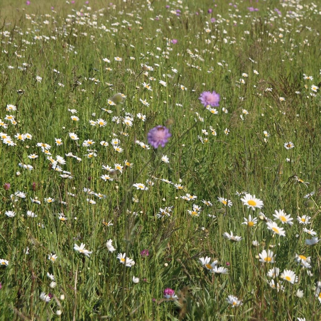 Blumen- und Kräuterrasen Saatgutmischung – Produktbild, heimische Wildpflanze, Saatgutmischung, naturnaher Garten