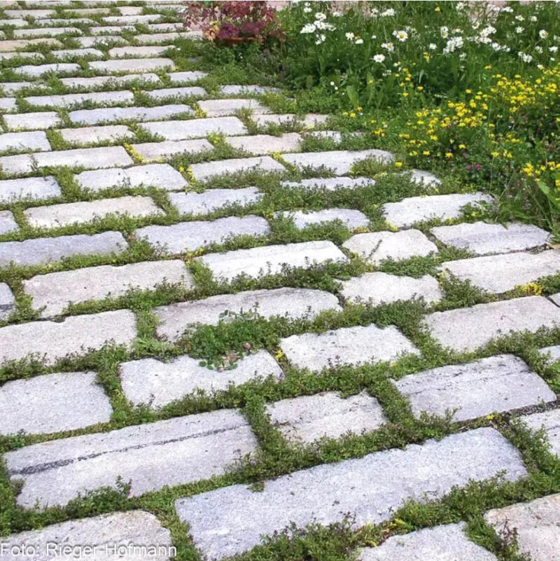 Fugenmischung Saatgutmischung – Produktbild, heimische Wildpflanze, Saatgutmischung, naturnaher Garten