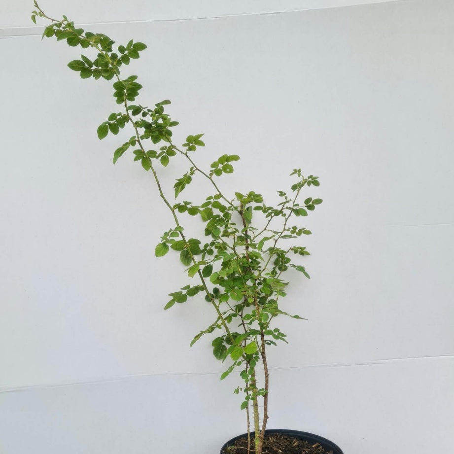 Rosa rubiginosa / Wein-Rose