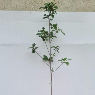 Rhamnus frangula / Faulbaum