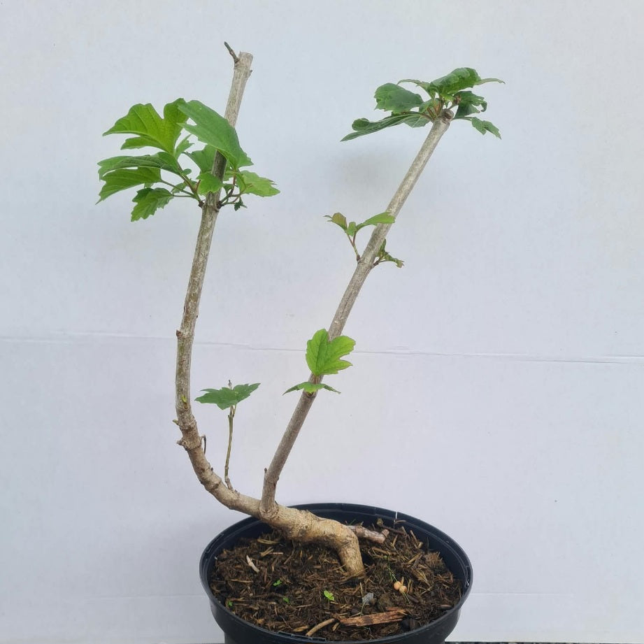 Viburnum opulus / Gemeiner Schneeball
