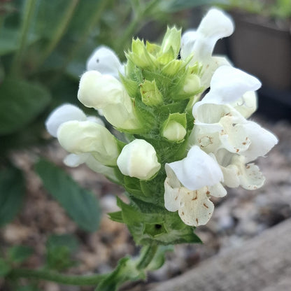 Prunella grandiflora alba / Großblütige Braunelle 'Alba'