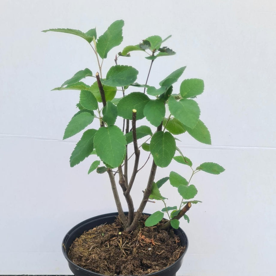 Amelanchier rotundifolia / Echte Felsenbirne