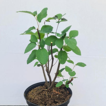 Amelanchier rotundifolia / Echte Felsenbirne