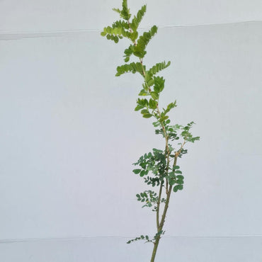 Colutea arborescens / Blasenstrauch arborescens